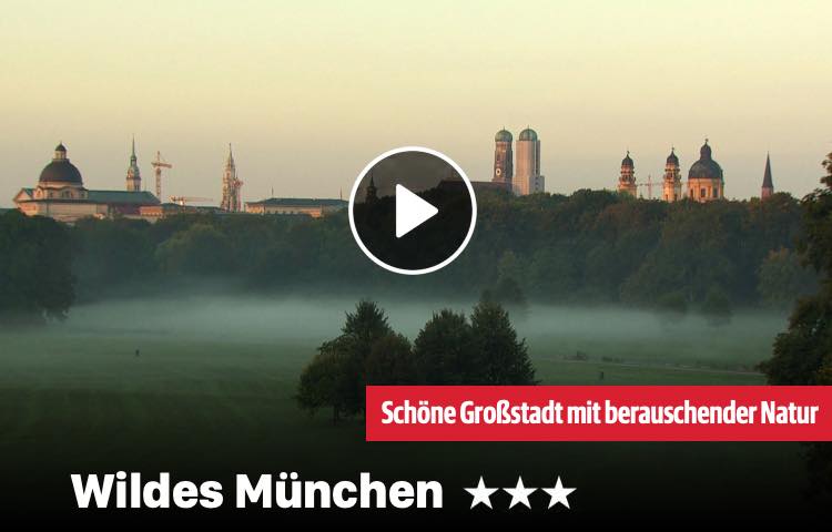 Wildes München Skyline