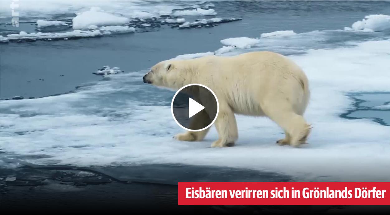 Grönlands Eisbärpatrouille Bild