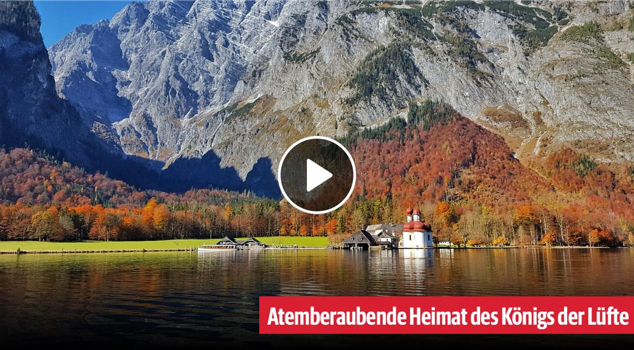 Natur am Königssee Bild