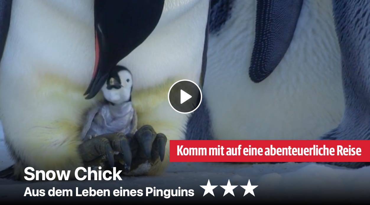 Snow Chick - Aus dem Leben eines Pinguins